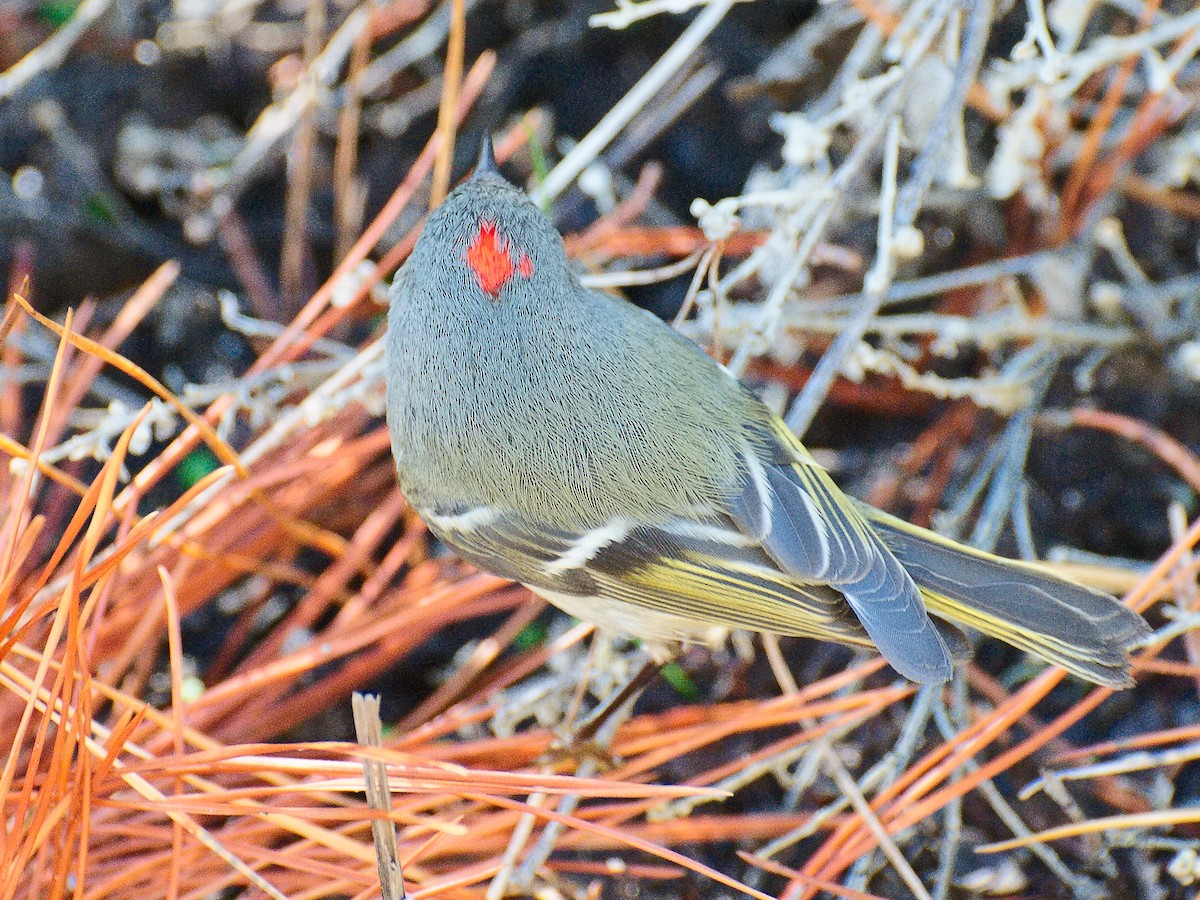 Roitelet à couronne rubis - ML620721729