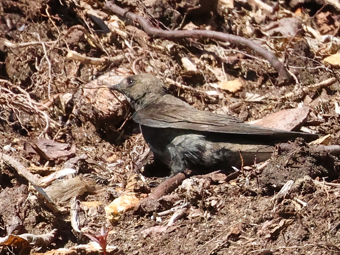 Northern Rough-winged Swallow - ML620721730