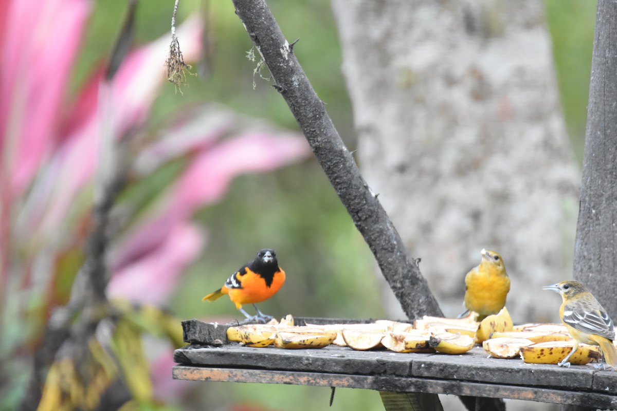 Baltimore Oriole - ML620721731