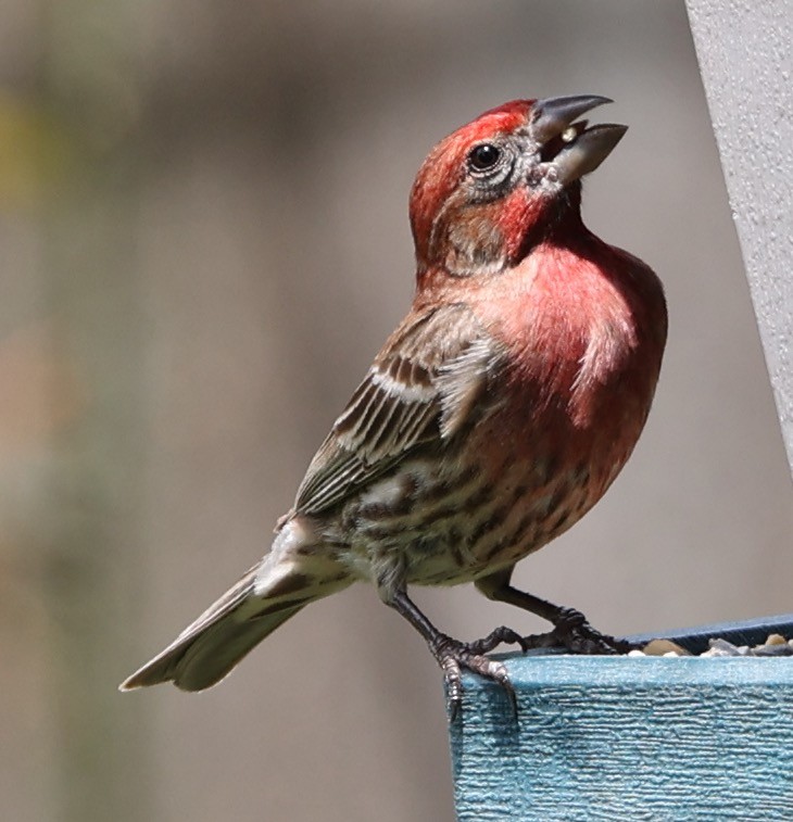 House Finch - ML620721732