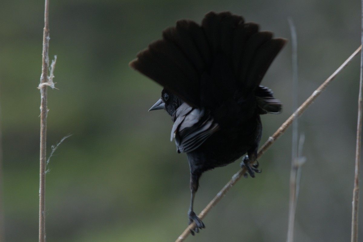 Red-winged Blackbird - Carson Kearns