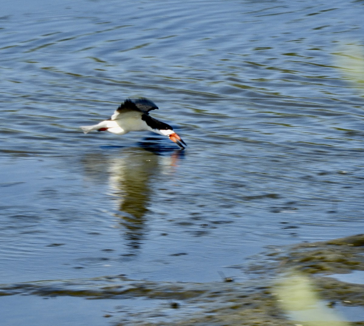 Black Skimmer - ML620721741