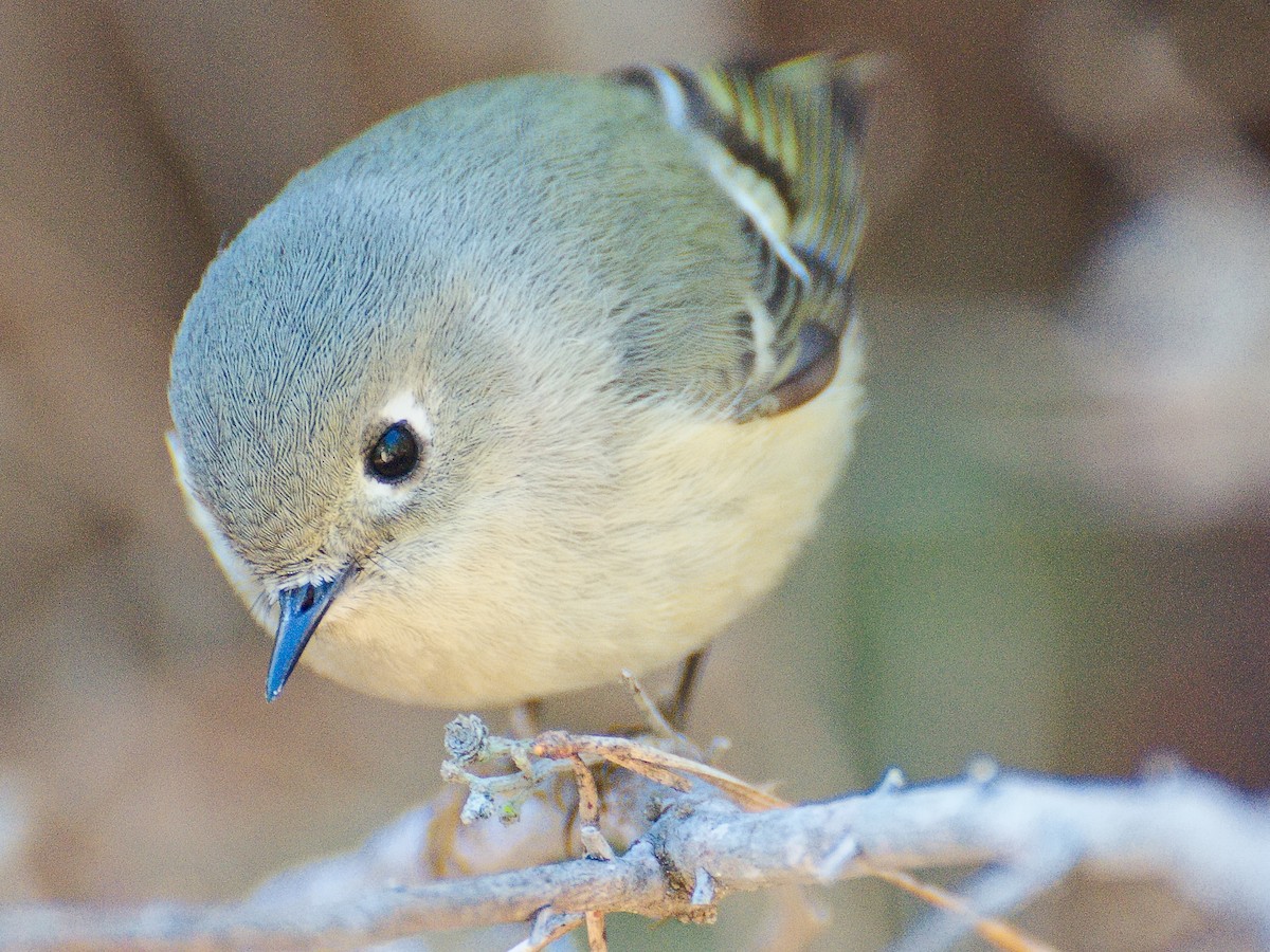 Ruby-crowned Kinglet - ML620721742