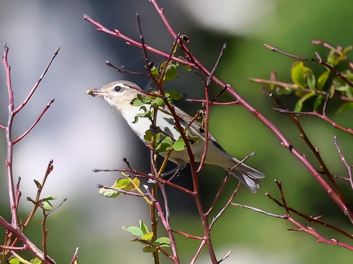 Vireo Gorjeador (grupo swainsoni) - ML620721743