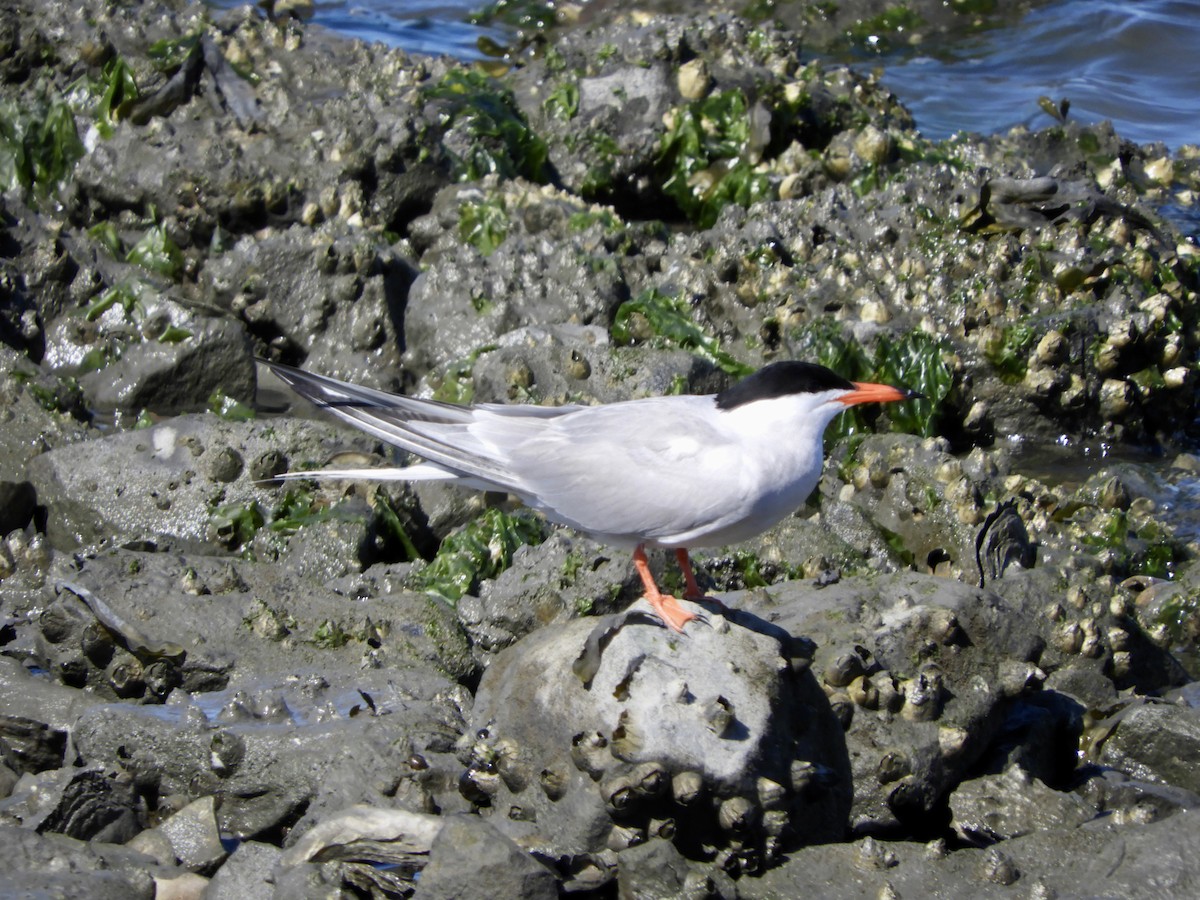 Common Tern - ML620721746