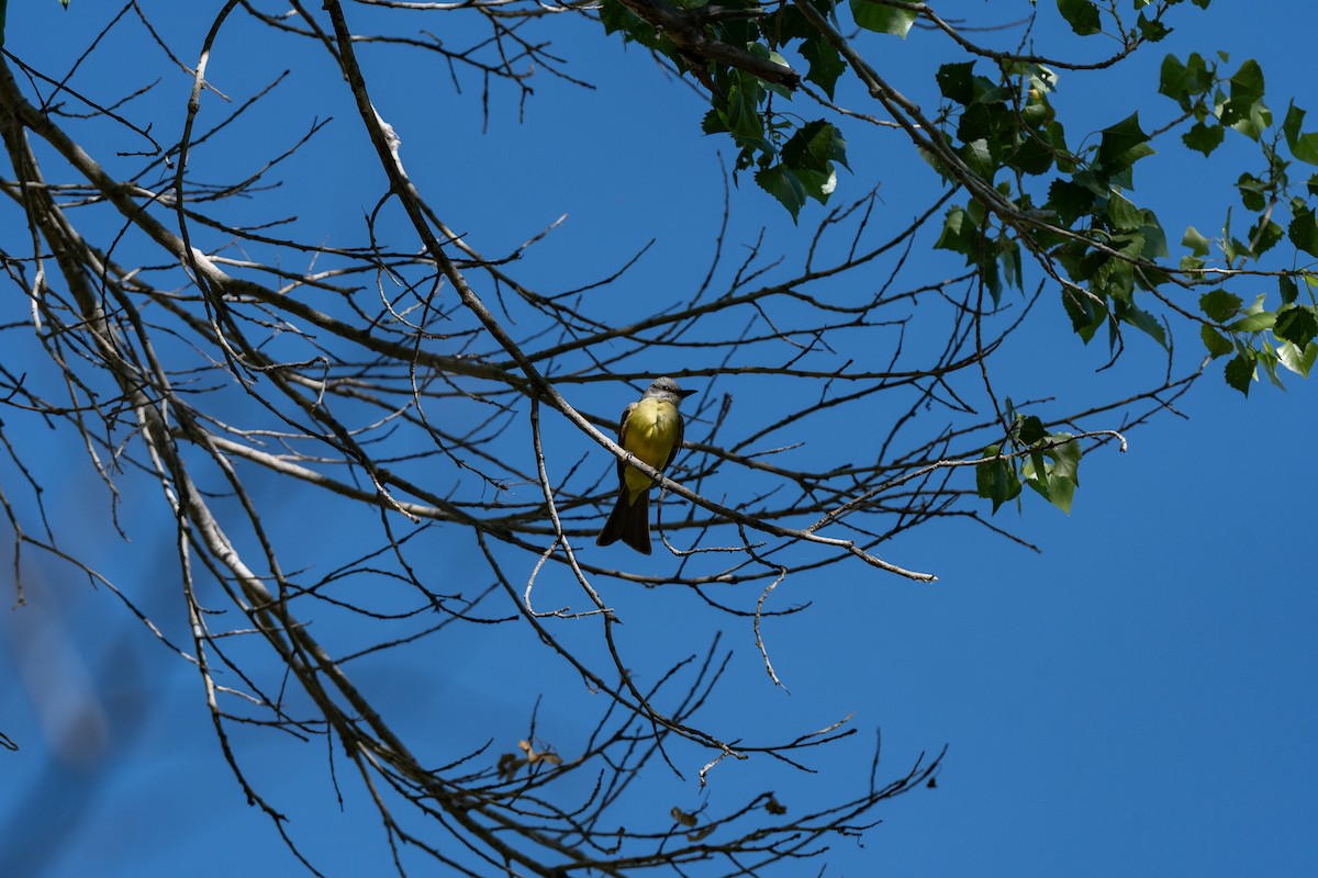 Tropical Kingbird - ML620721747