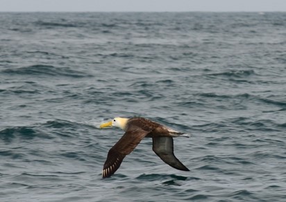 Waved Albatross - ML620721750