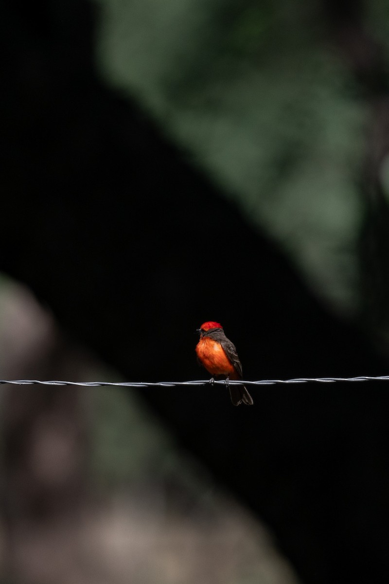 Vermilion Flycatcher - ML620721761