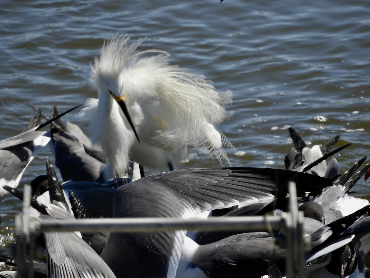 Snowy Egret - ML620721764