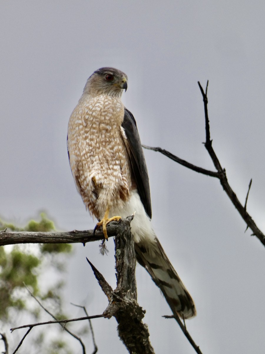 Cooper's Hawk - ML620721769