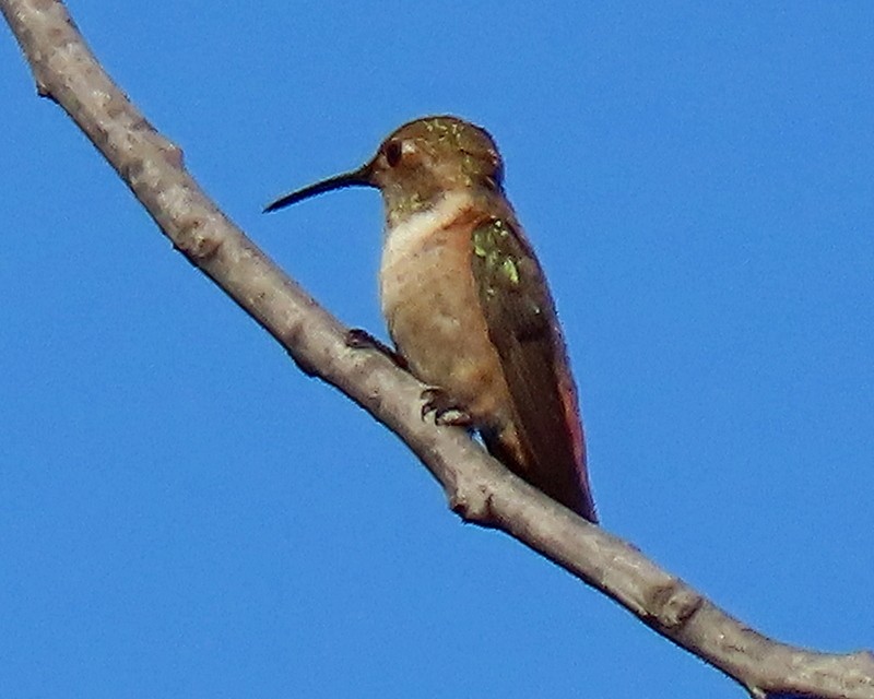 Colibrí de Allen - ML620721770