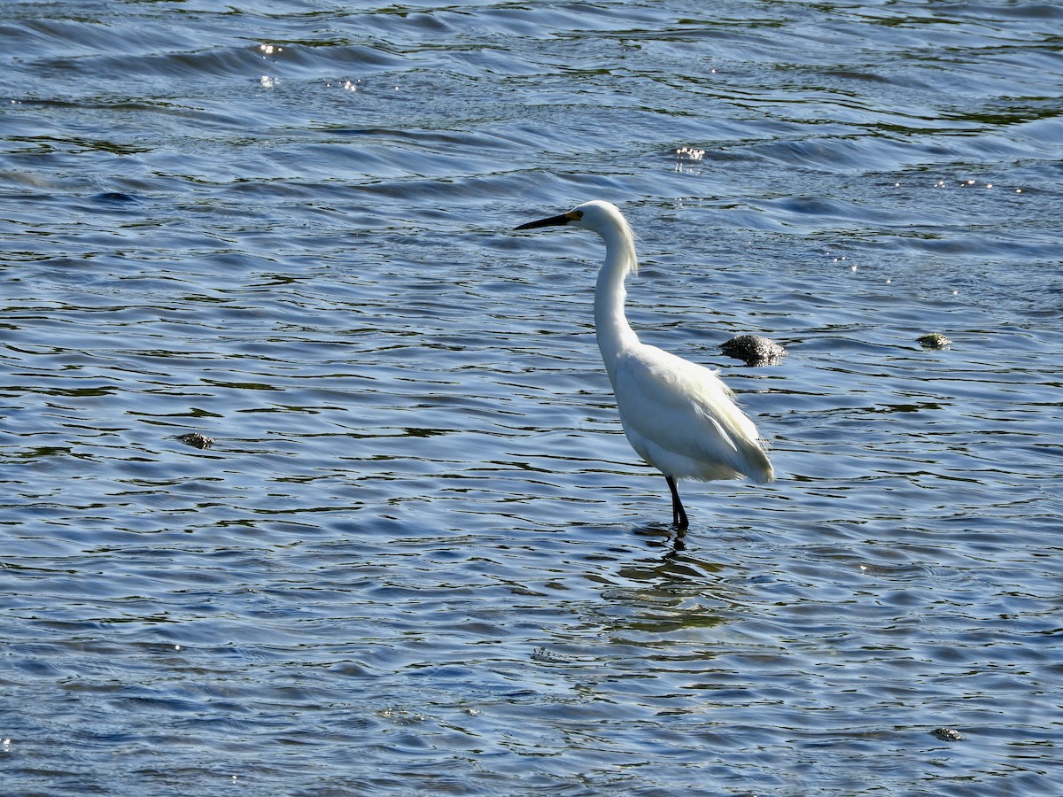 Great Egret - ML620721774