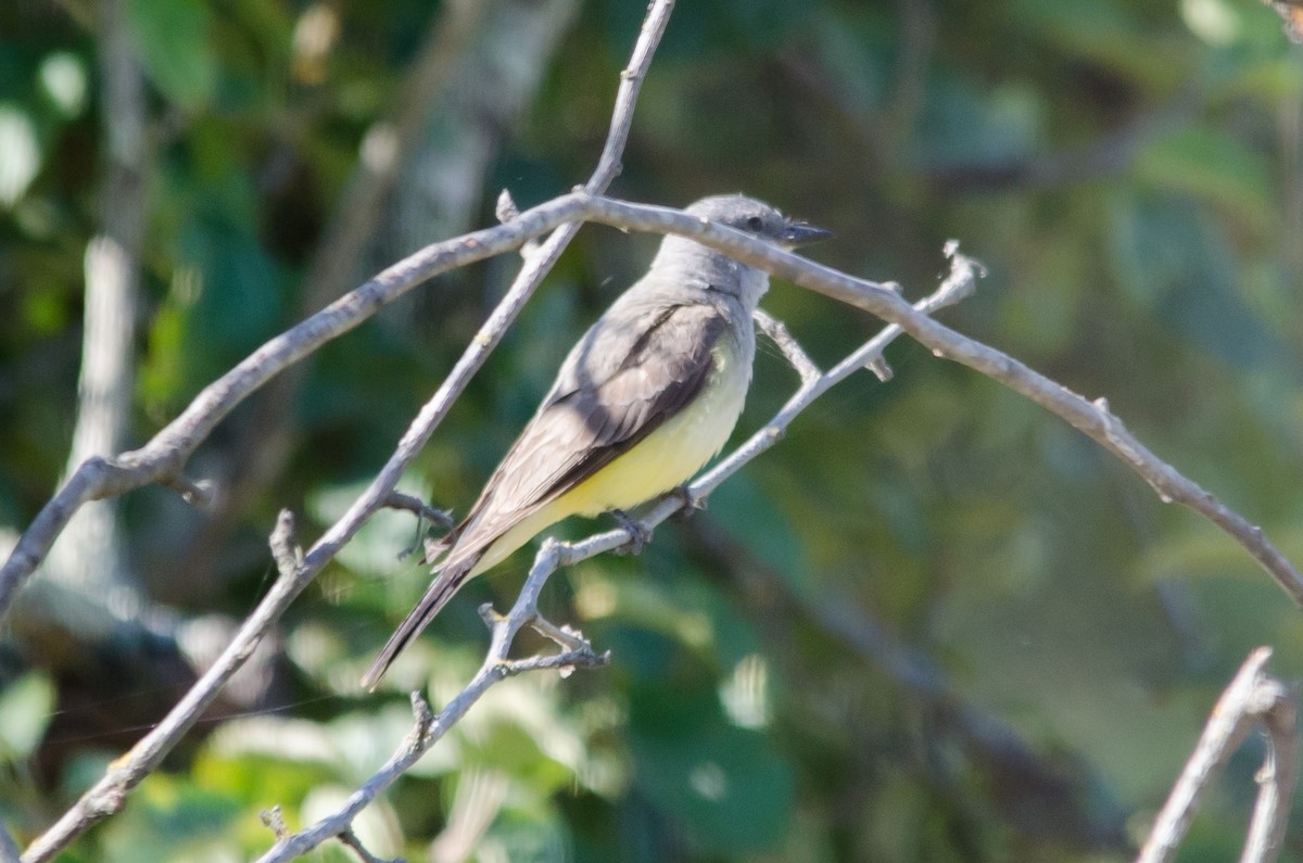 Western Kingbird - ML620721775