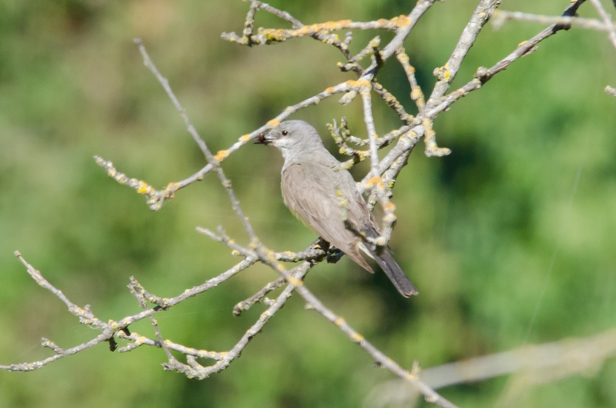 Western Kingbird - ML620721776