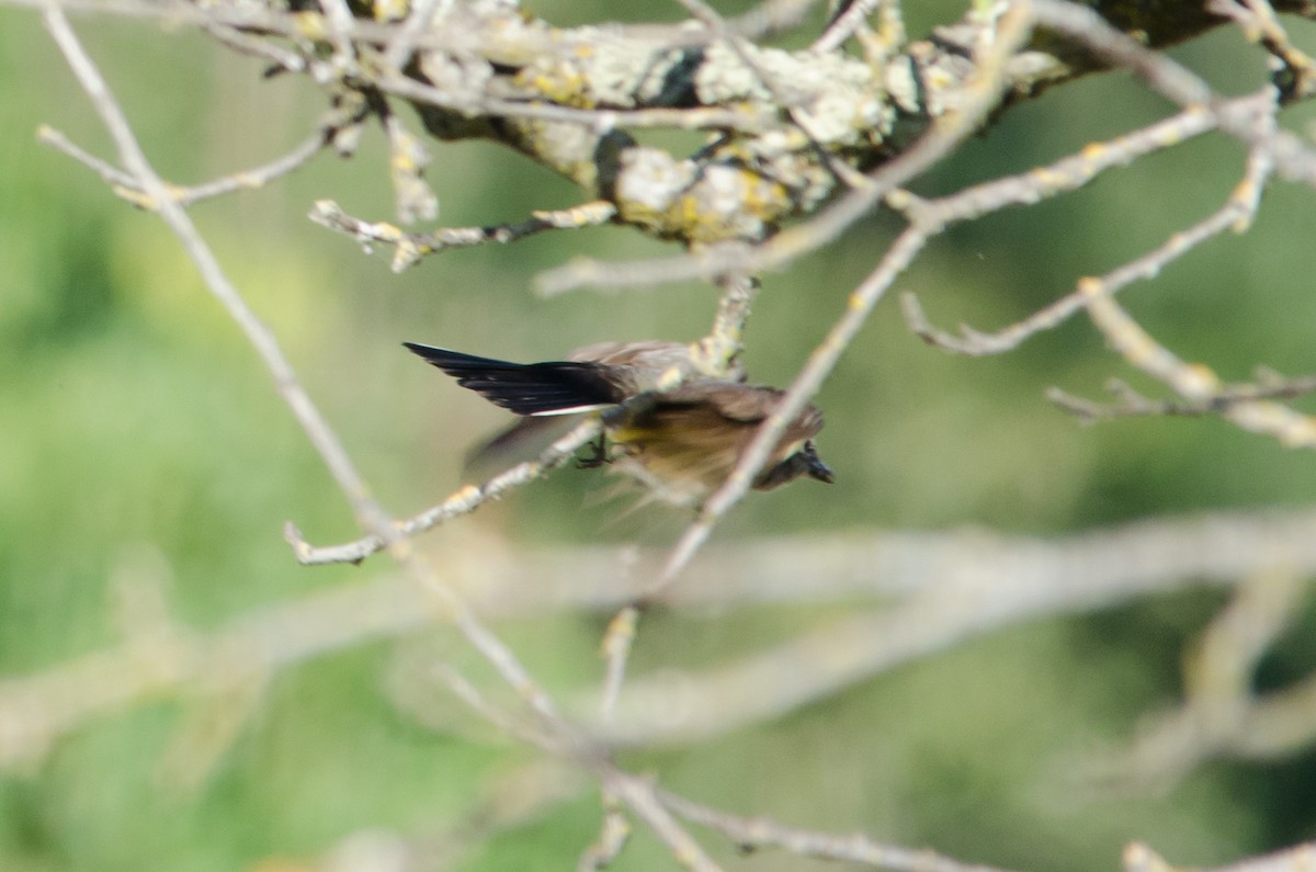 Western Kingbird - ML620721777