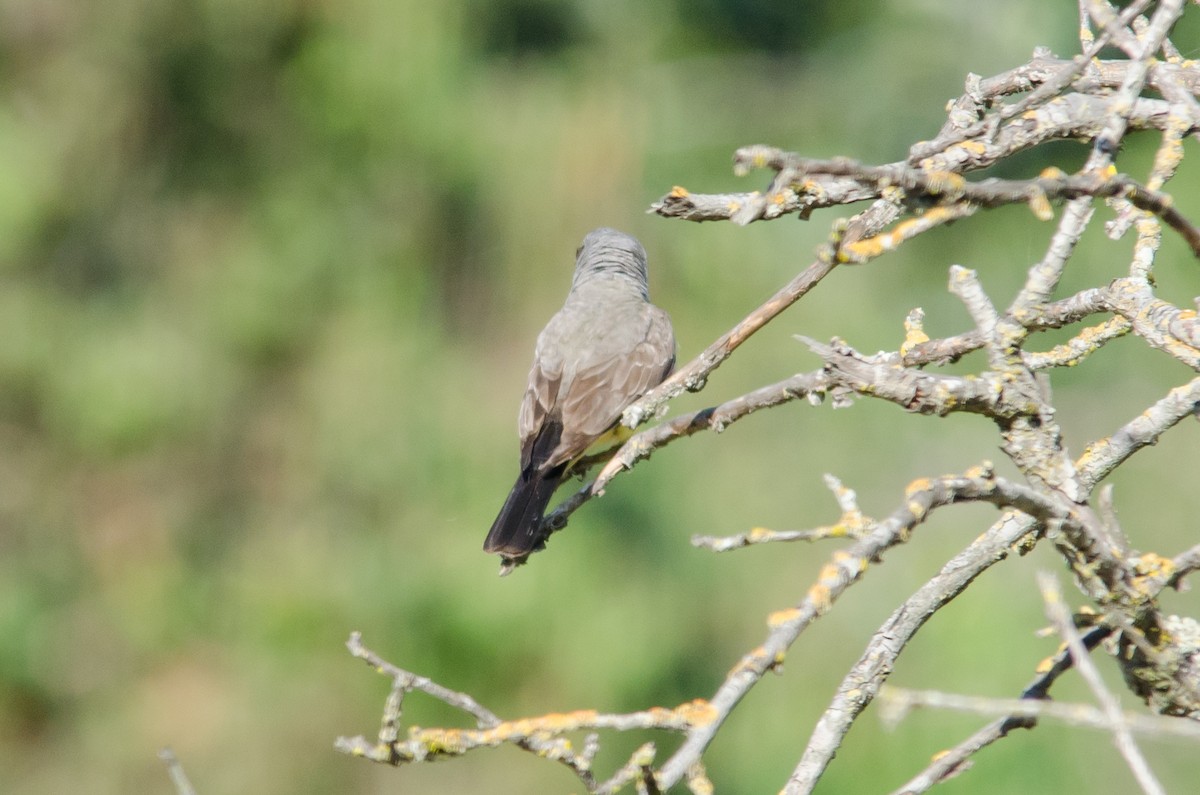 Western Kingbird - ML620721778