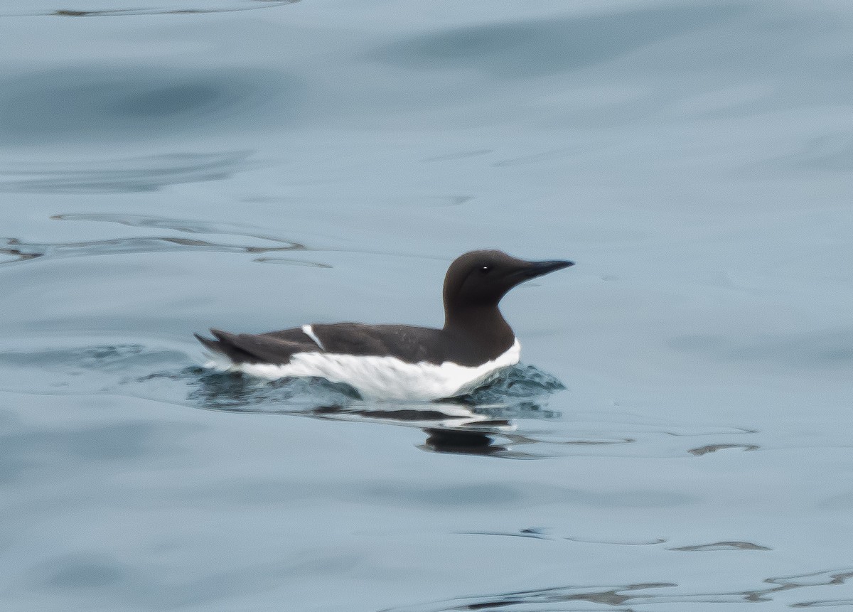 Common Murre - Ashley T.