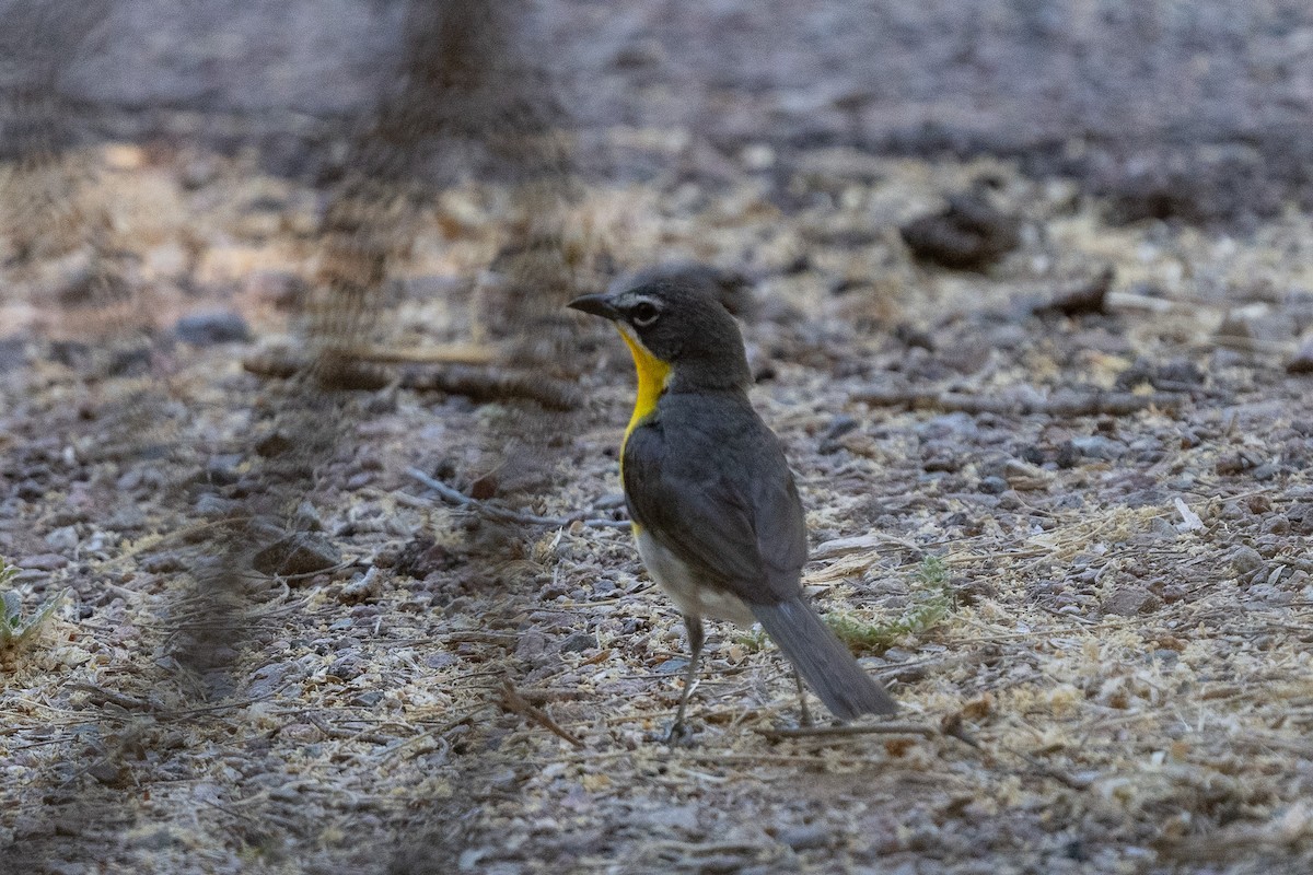 Yellow-breasted Chat - ML620721780