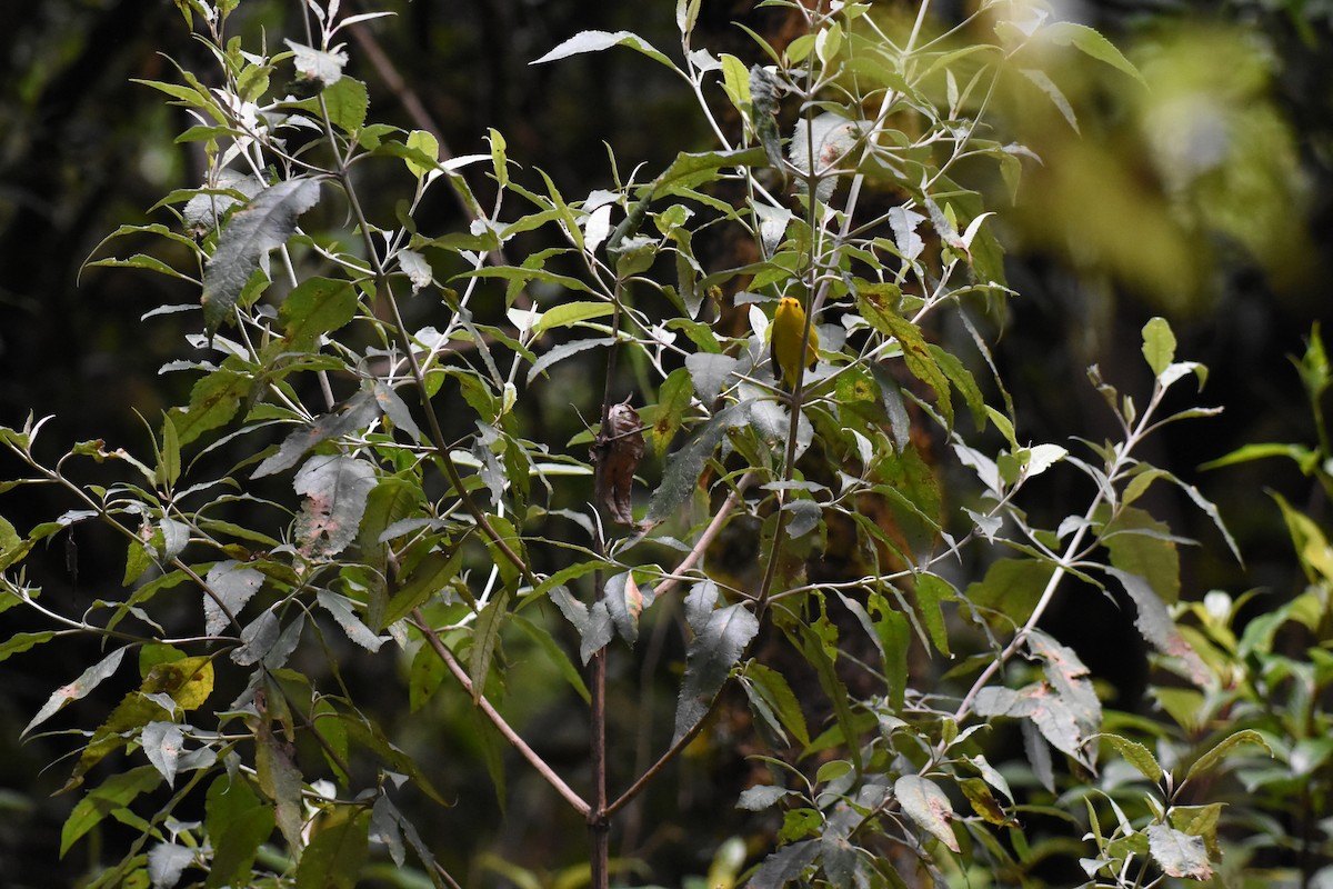 Wilson's Warbler - ML620721787