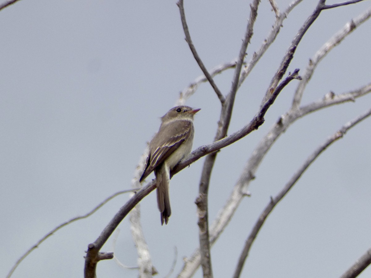 Western Wood-Pewee - ML620721788