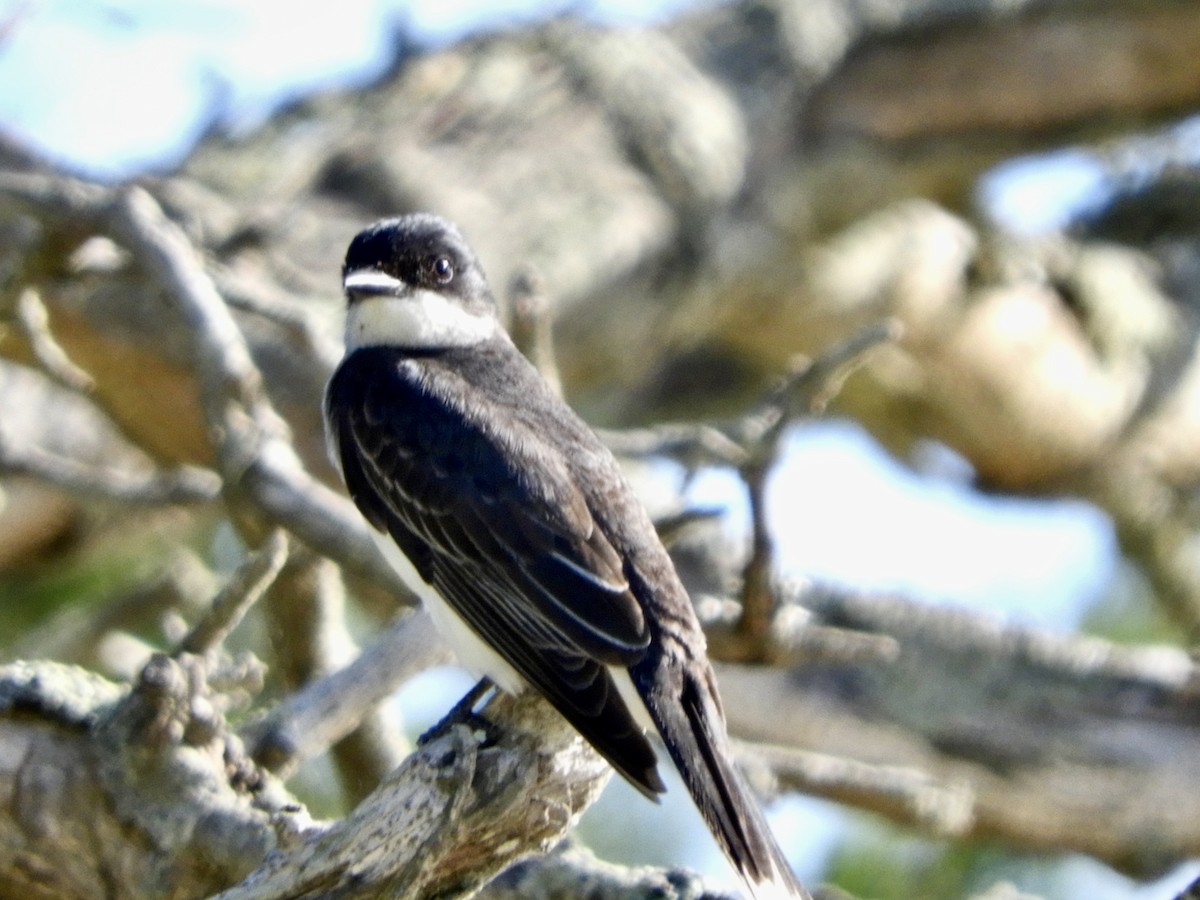 Eastern Kingbird - ML620721792