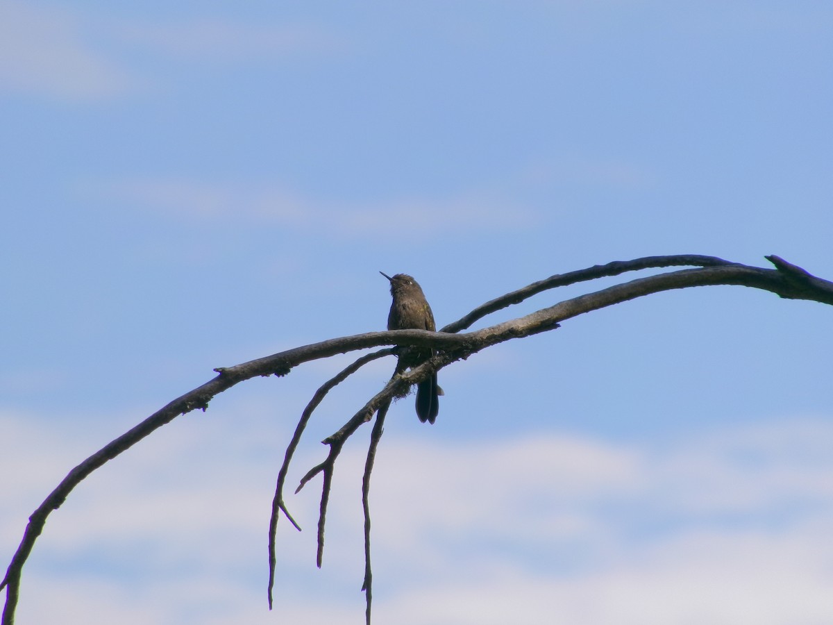 kolibřík mourovatý - ML620721796