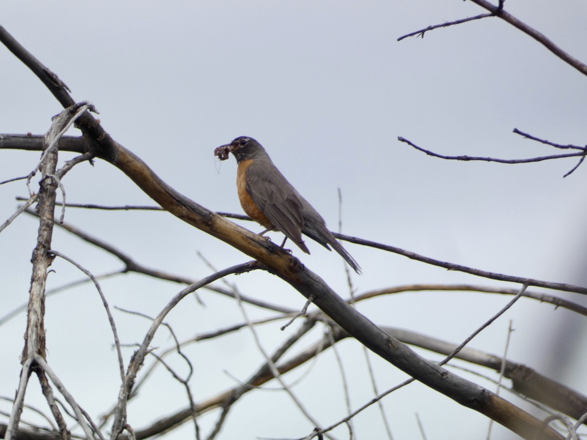 American Robin - ML620721799