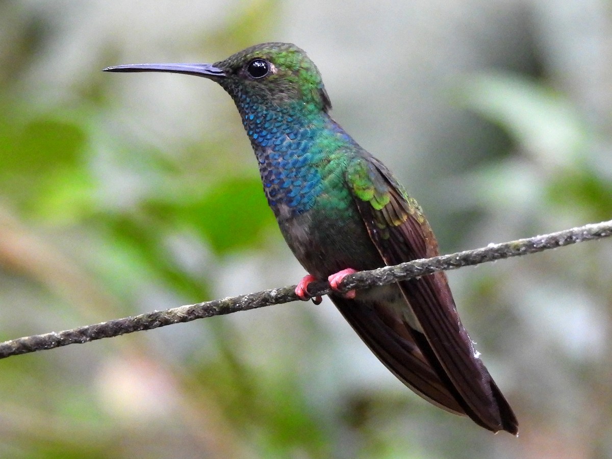 Colibri à queue bronzée - ML620721800