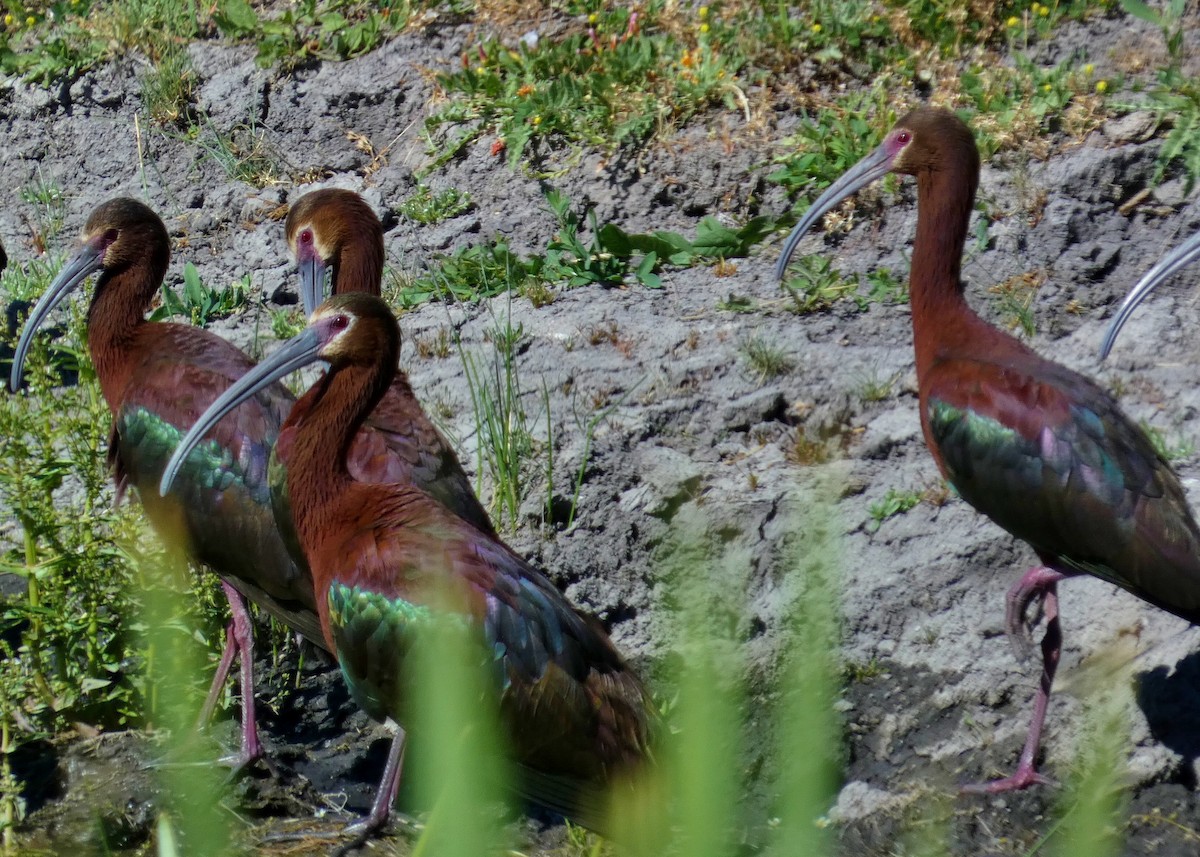 White-faced Ibis - David Assmann