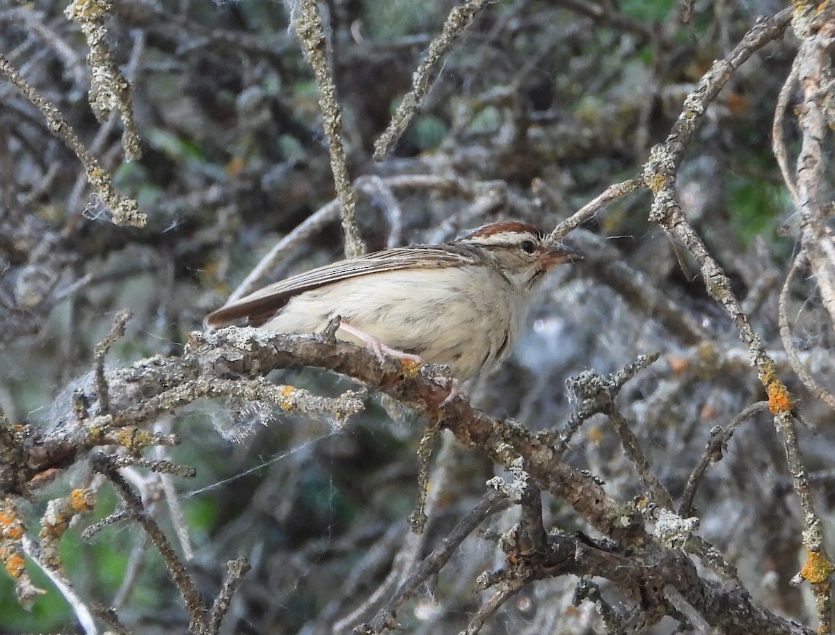 Chipping Sparrow - ML620721804