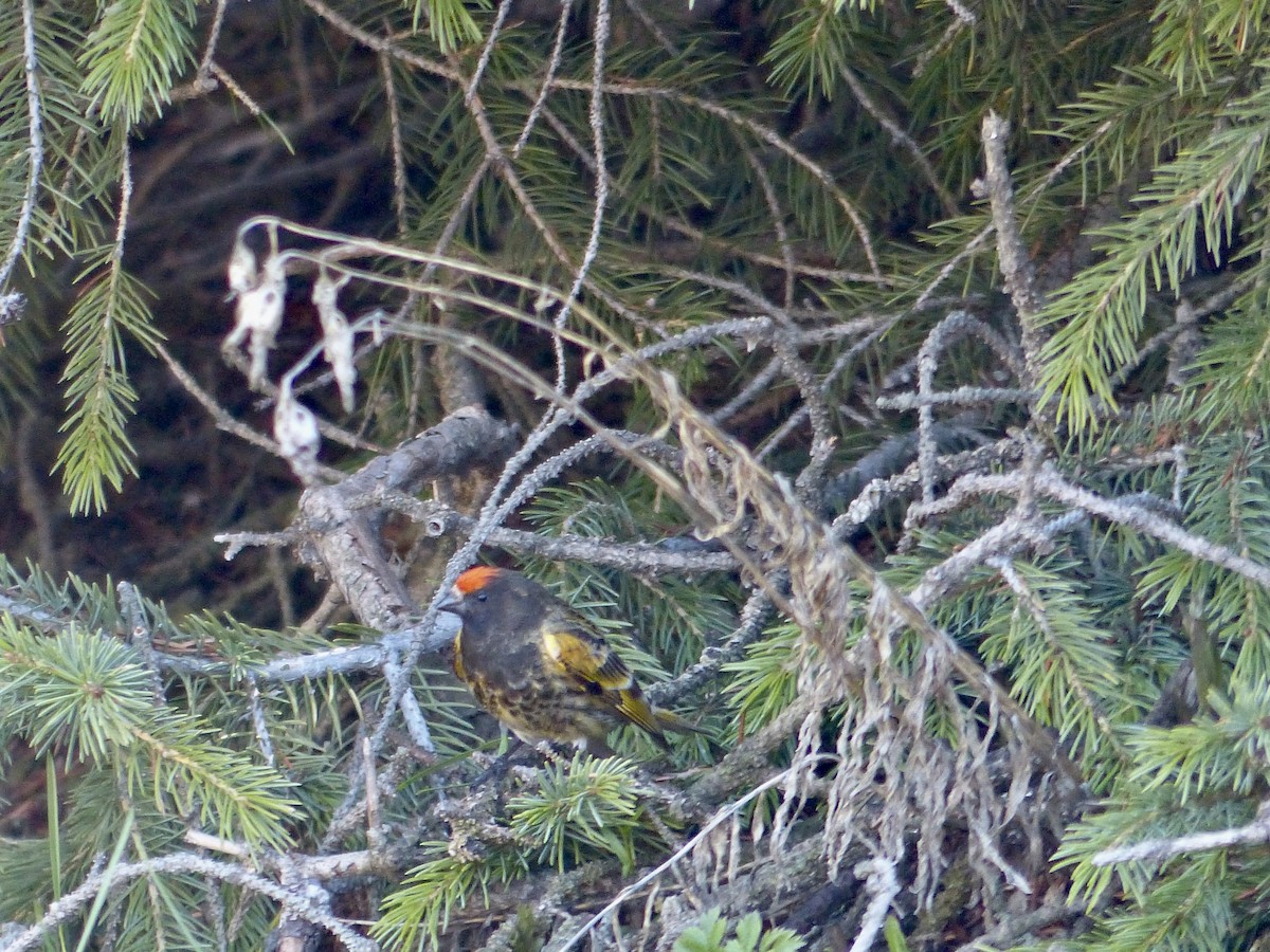 Fire-fronted Serin - ML620721807