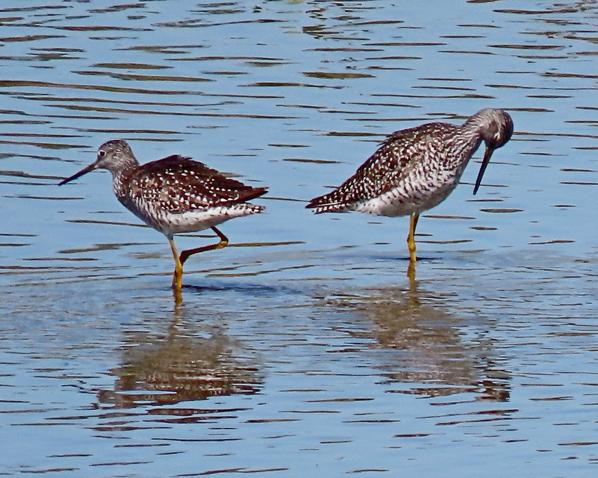 Greater Yellowlegs - ML620721813