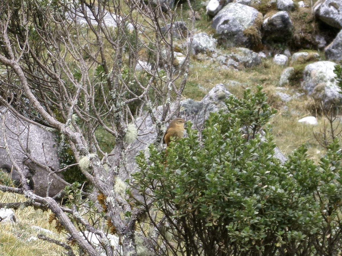 Tawny Tit-Spinetail - ML620721815