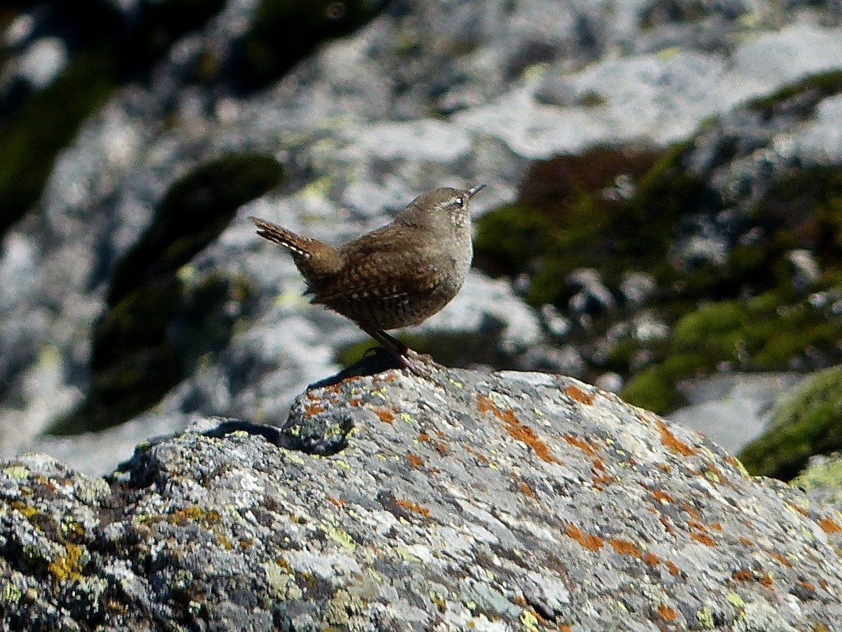 Eurasian Wren - ML620721816