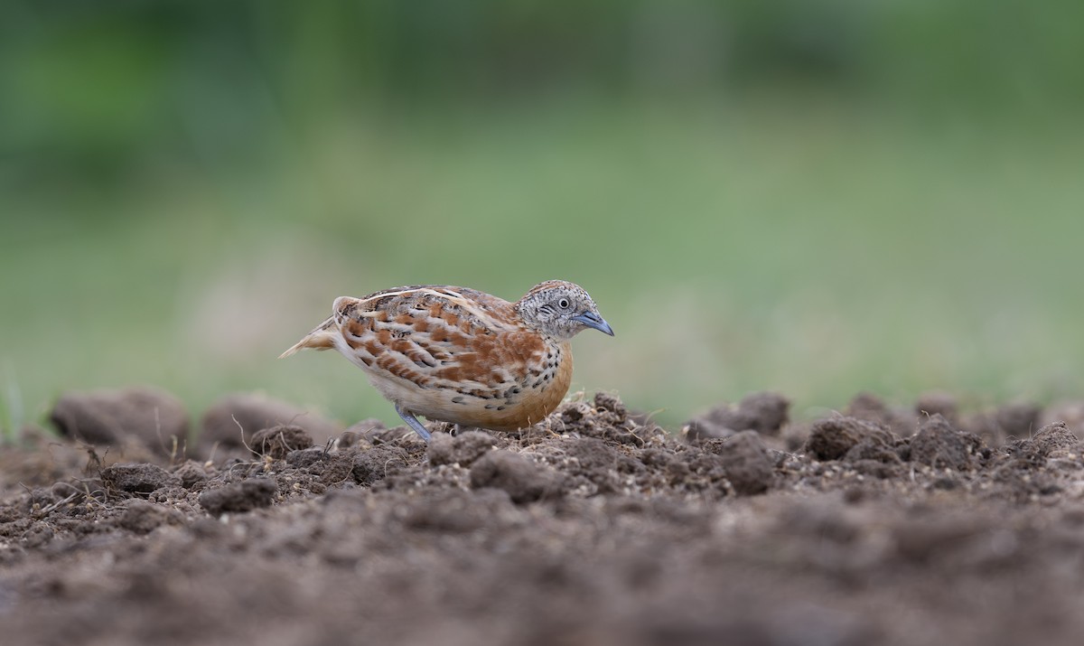 Small Buttonquail - ML620721818