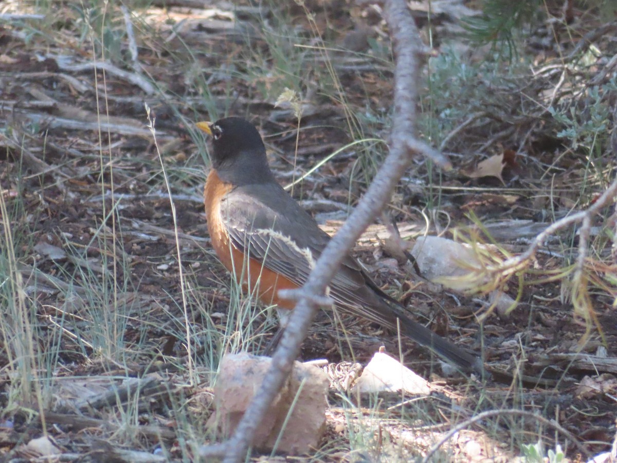 American Robin - ML620721820