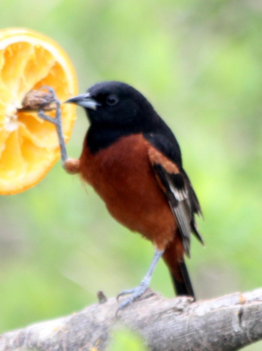 Orchard Oriole - ML620721821