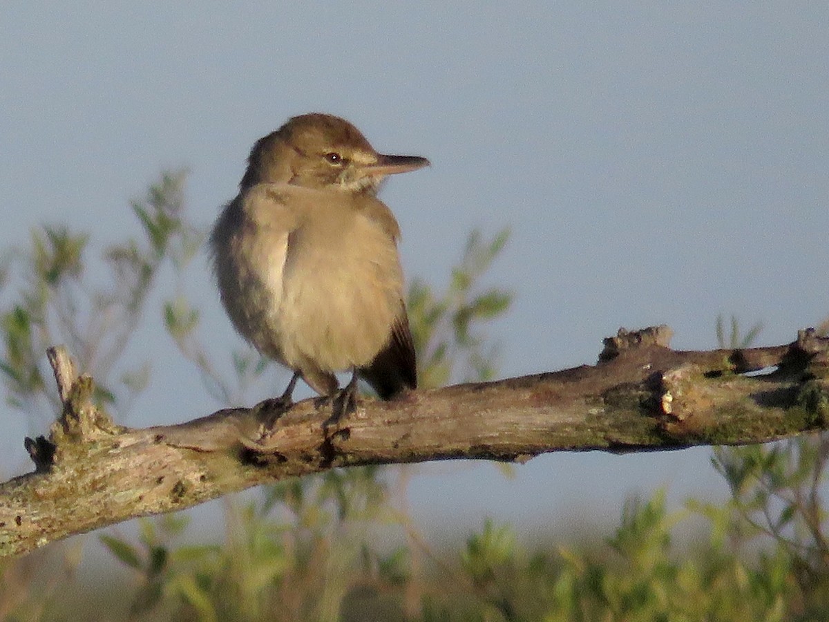 Gray-bellied Shrike-Tyrant - ML620721824