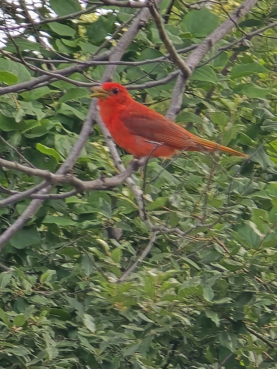 Summer Tanager - ML620721825