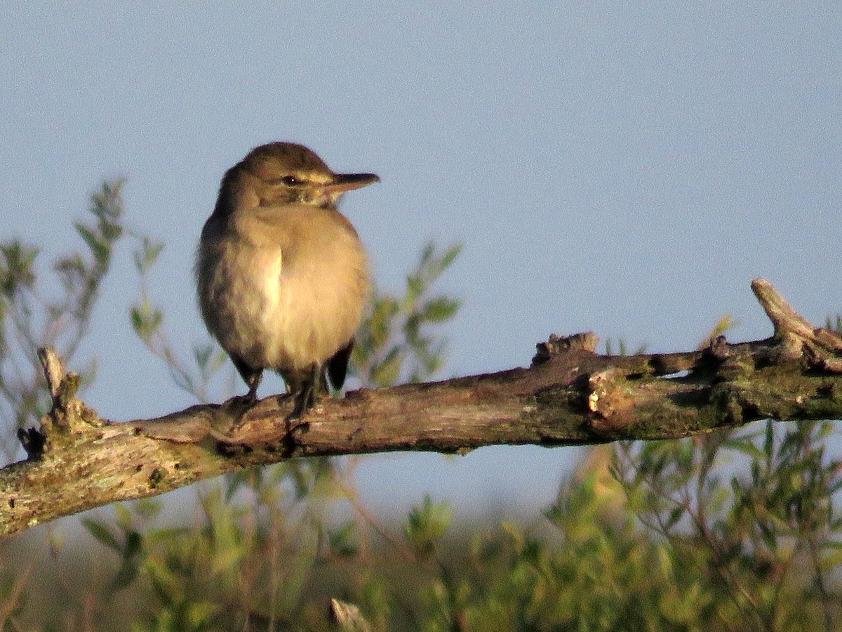 Gray-bellied Shrike-Tyrant - ML620721826