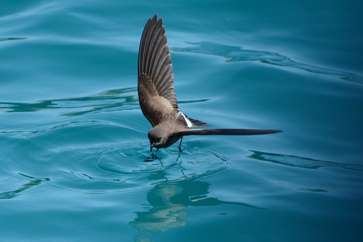 Elliot's Storm-Petrel - ML620721829