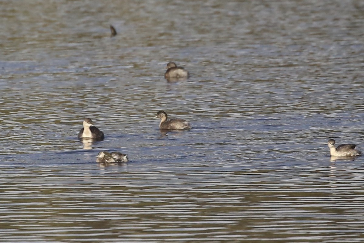 Hoary-headed Grebe - ML620721832