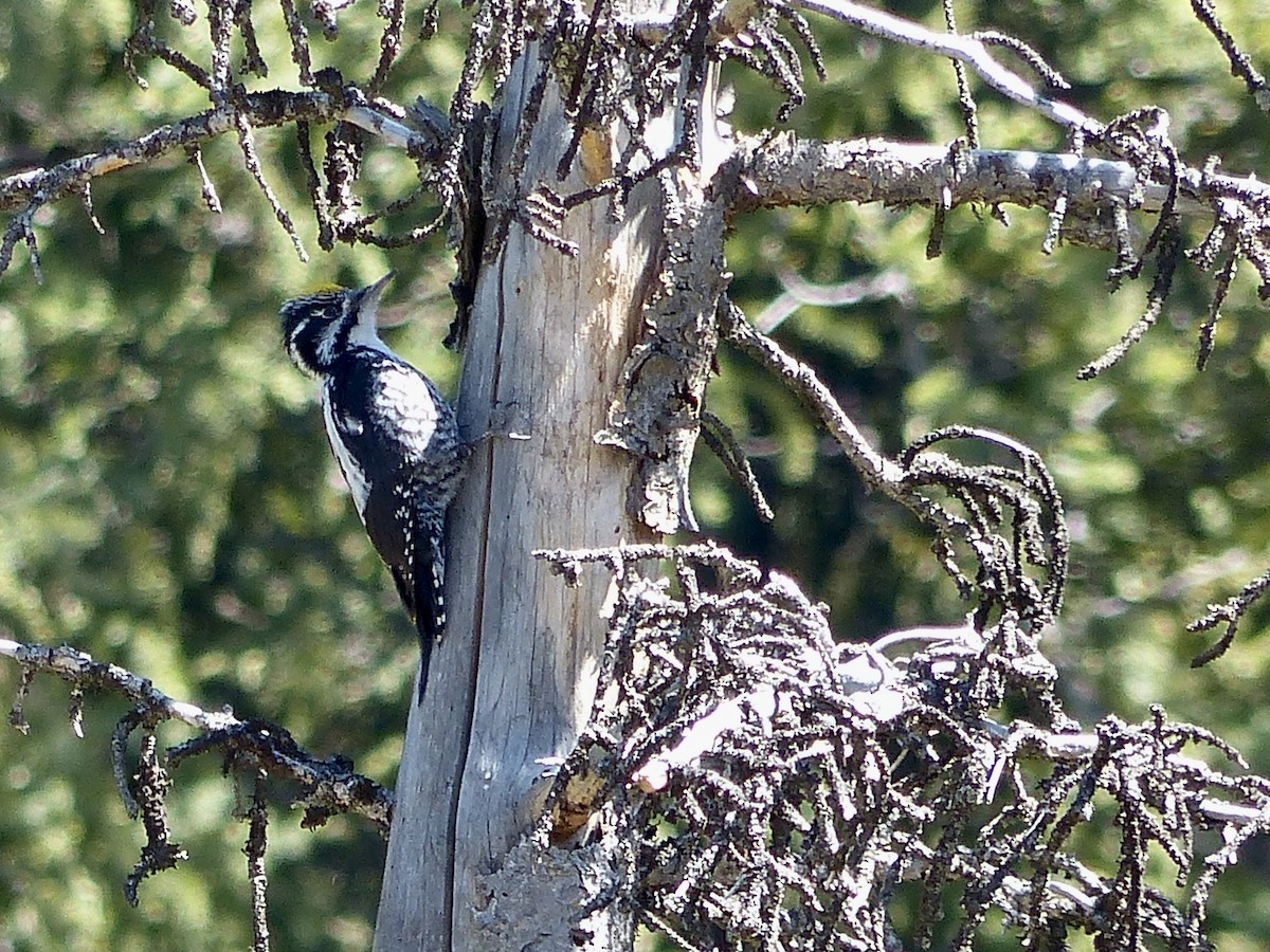 Eurasian Three-toed Woodpecker - ML620721834