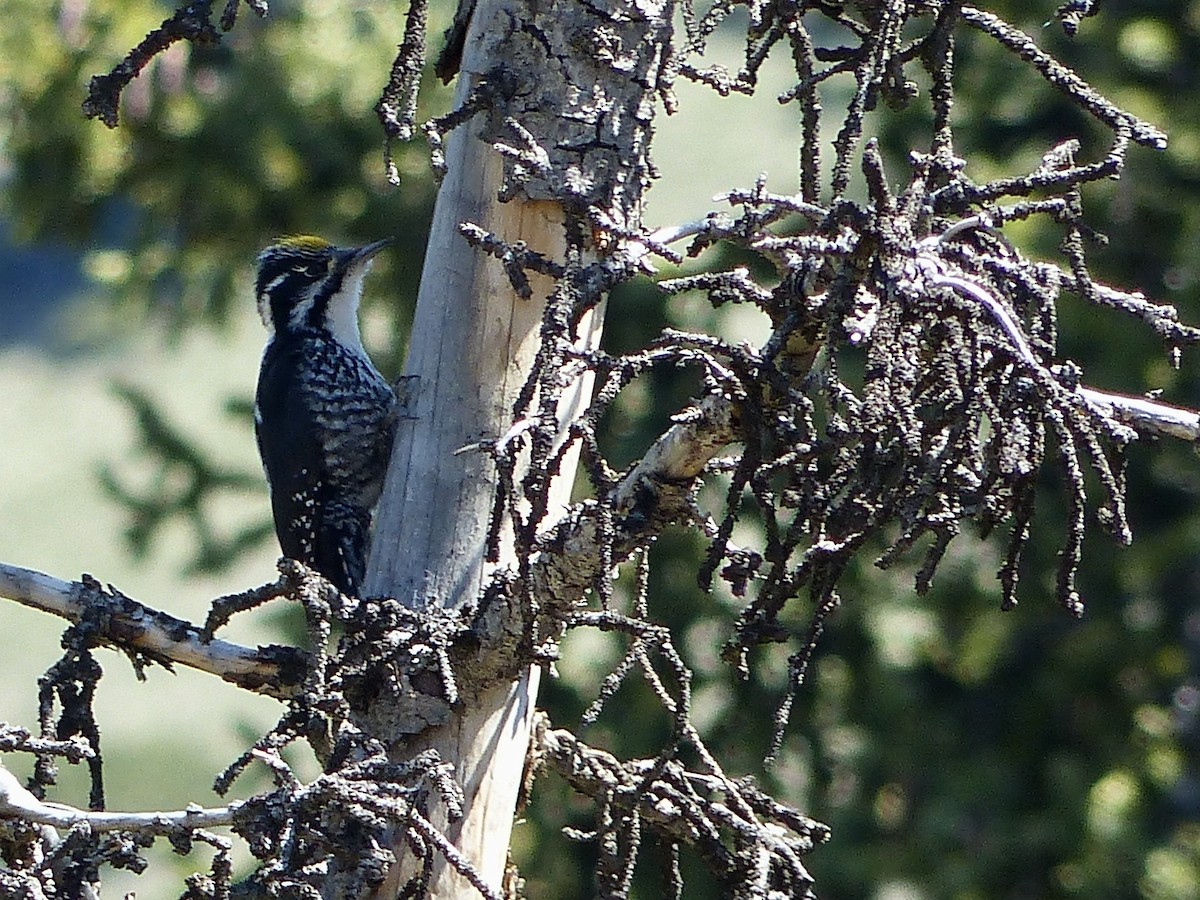 Eurasian Three-toed Woodpecker - ML620721835