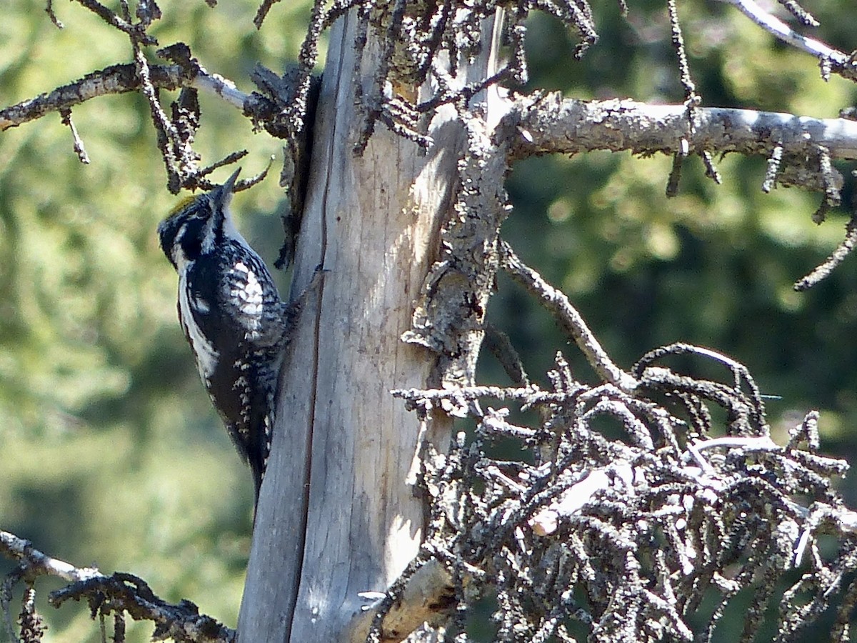 Eurasian Three-toed Woodpecker - ML620721836