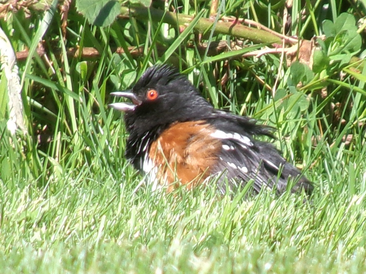 Spotted Towhee - ML620721837