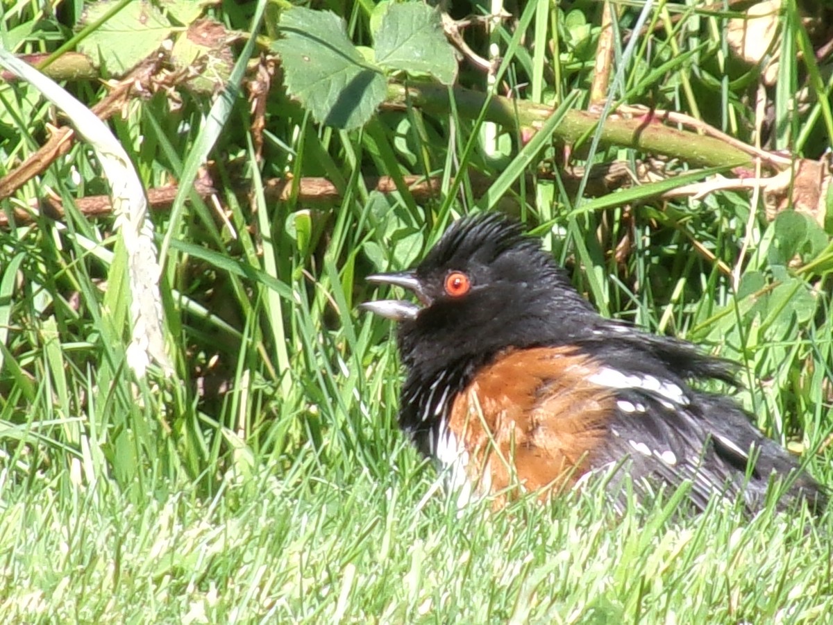 Spotted Towhee - ML620721840