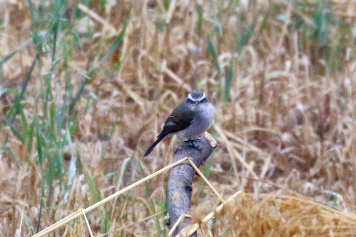 White-browed Chat-Tyrant - ML620721844