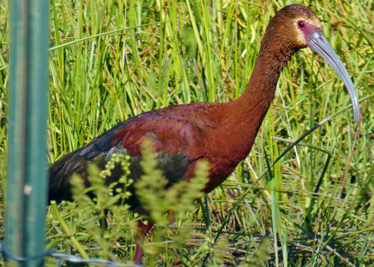 Ibis à face blanche - ML620721845