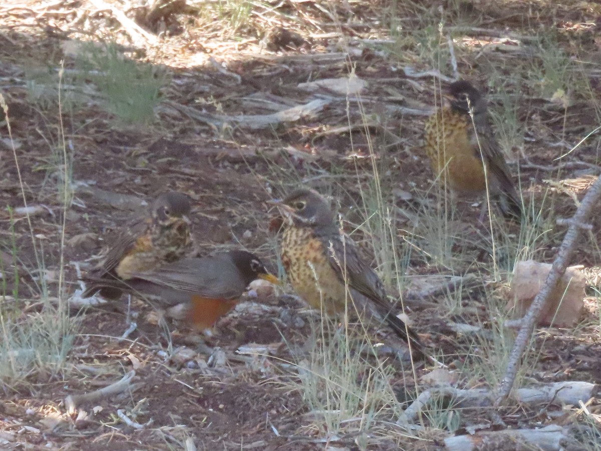 American Robin - ML620721846